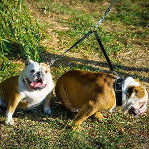 Черный поводок из нейлона для двух английских бульдогов «Keep on a short leash»
